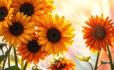Sunflower Tie Dye Instructions